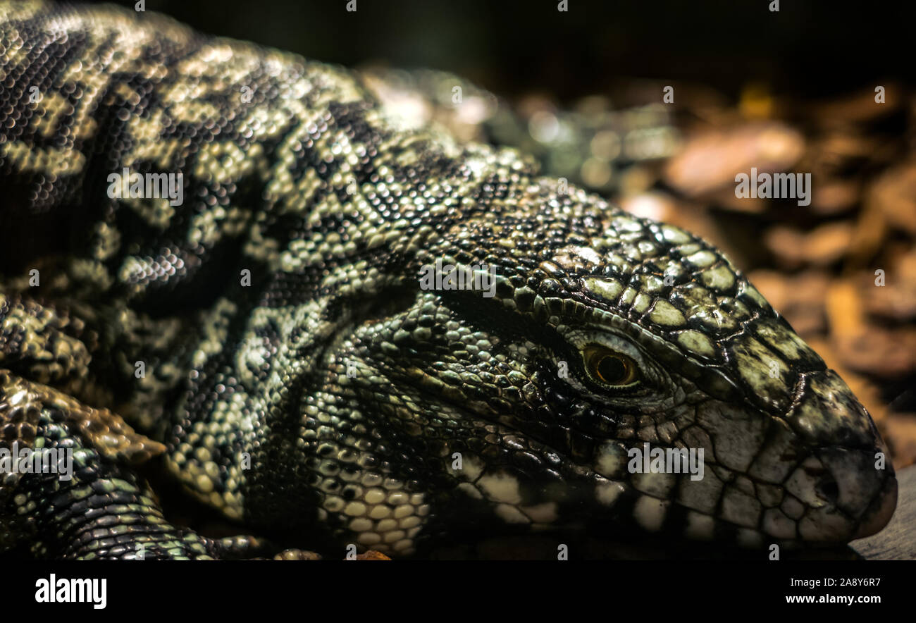 the head of a lizard Stock Photo Alamy