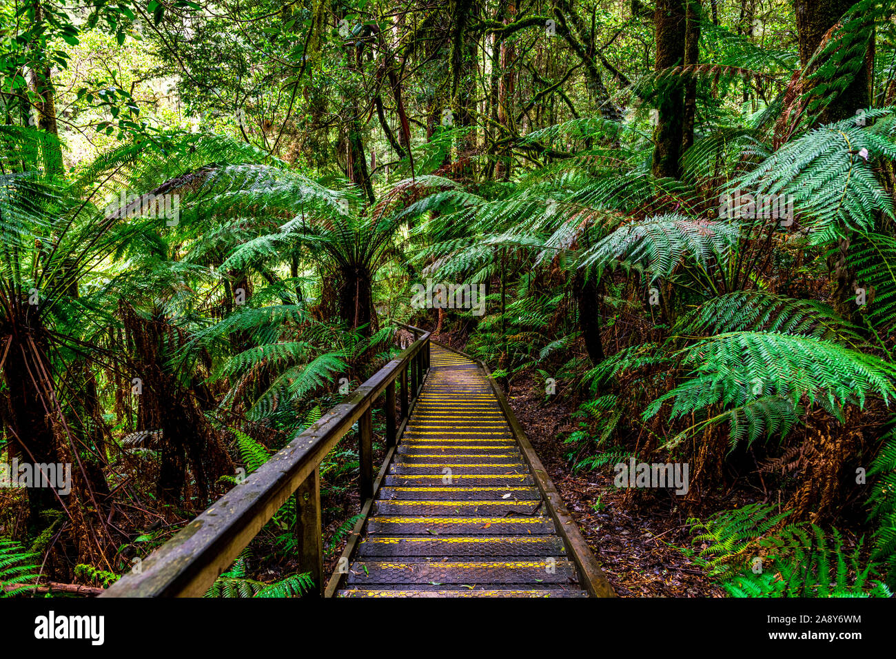 Walkway through the rainforest at Otway Fly Stock Photo