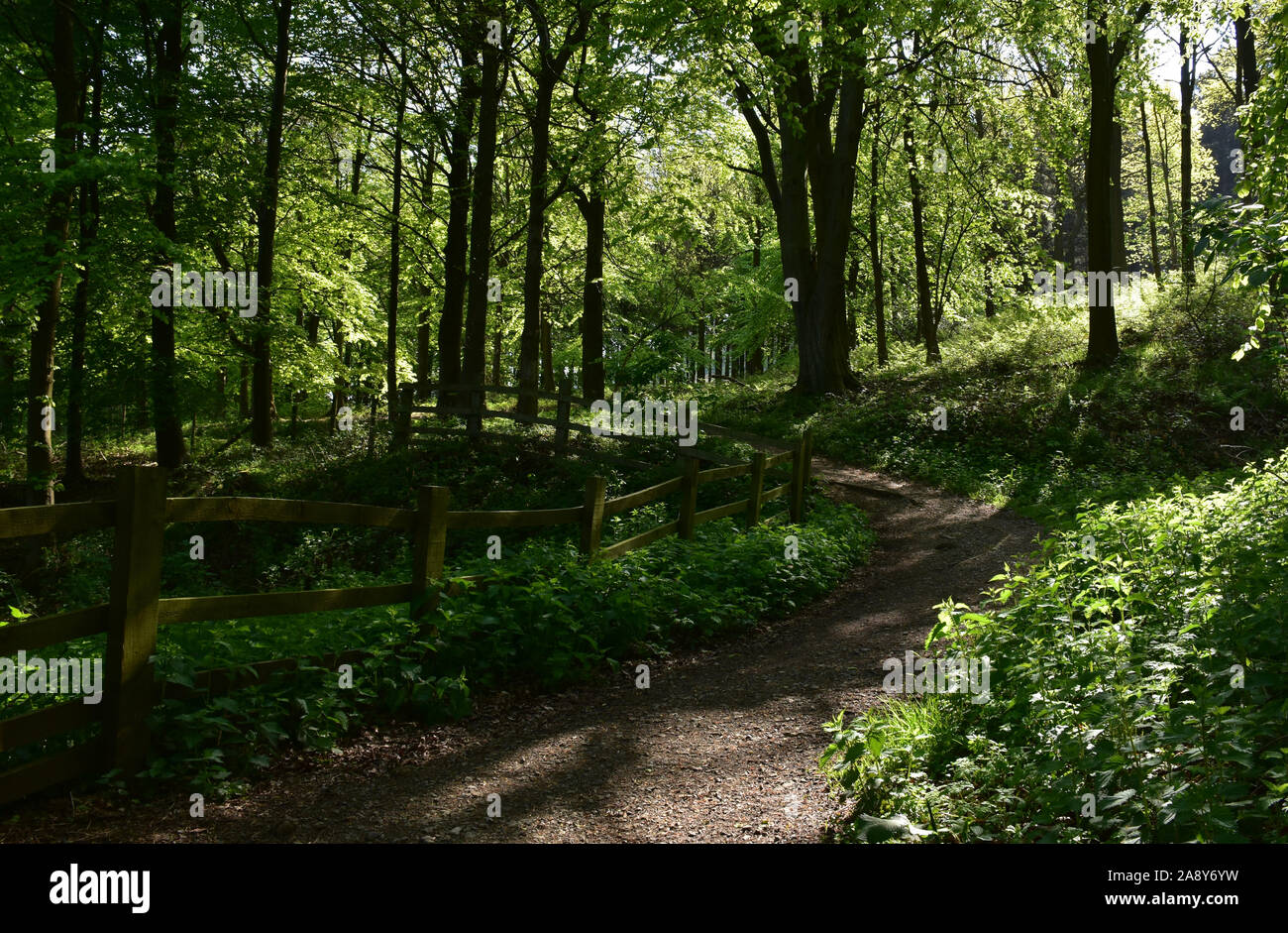 Gorgeous winding path through the woodlands in England Stock Photo - Alamy