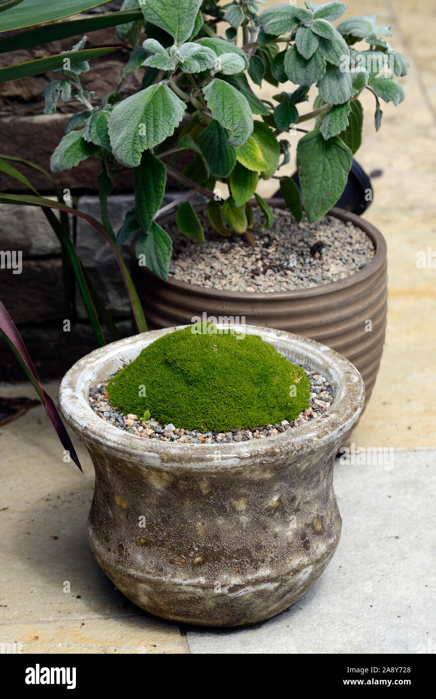 Sagina subulata Lime Moss,green mossy mound,plant,pot,container,gardening,clustering, plant,alpine,alpines,RM Floral Stock Photo