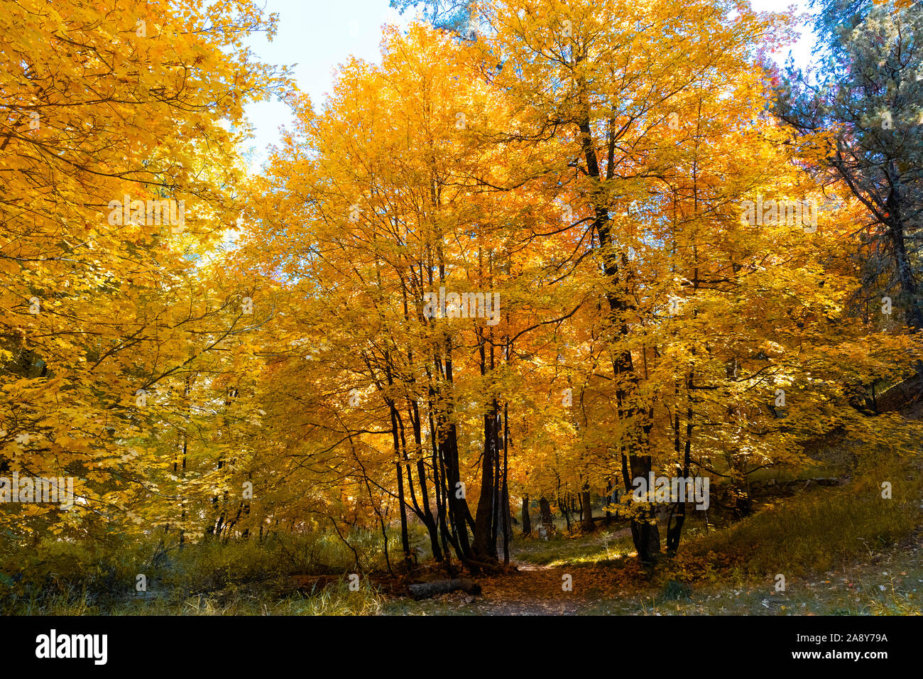 Fall colors, orange Maple Trees, Mt. Lemmon, Santa Catalina Mountains, Southern Arizona Stock Photo