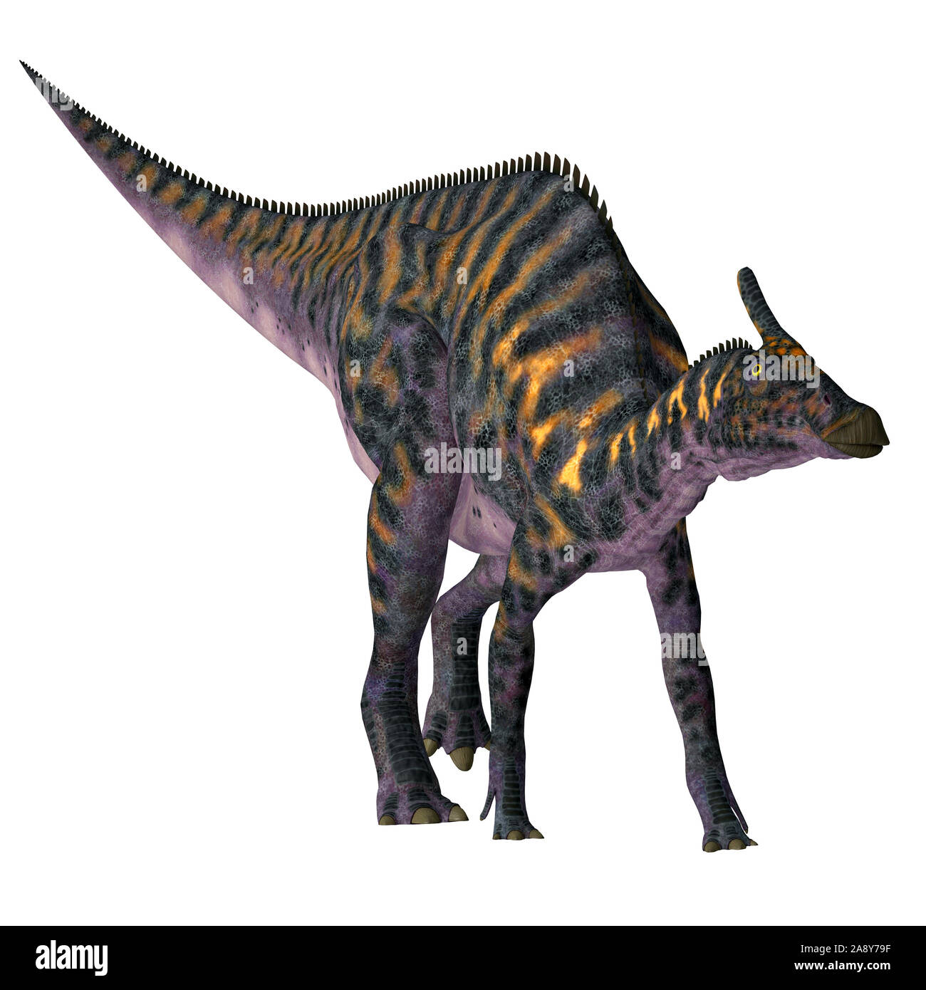 Saurolophus osborni was a Hadrosaur herbivorous dinosaur that lived in Asia and North America during the Cretaceous Period. Stock Photo