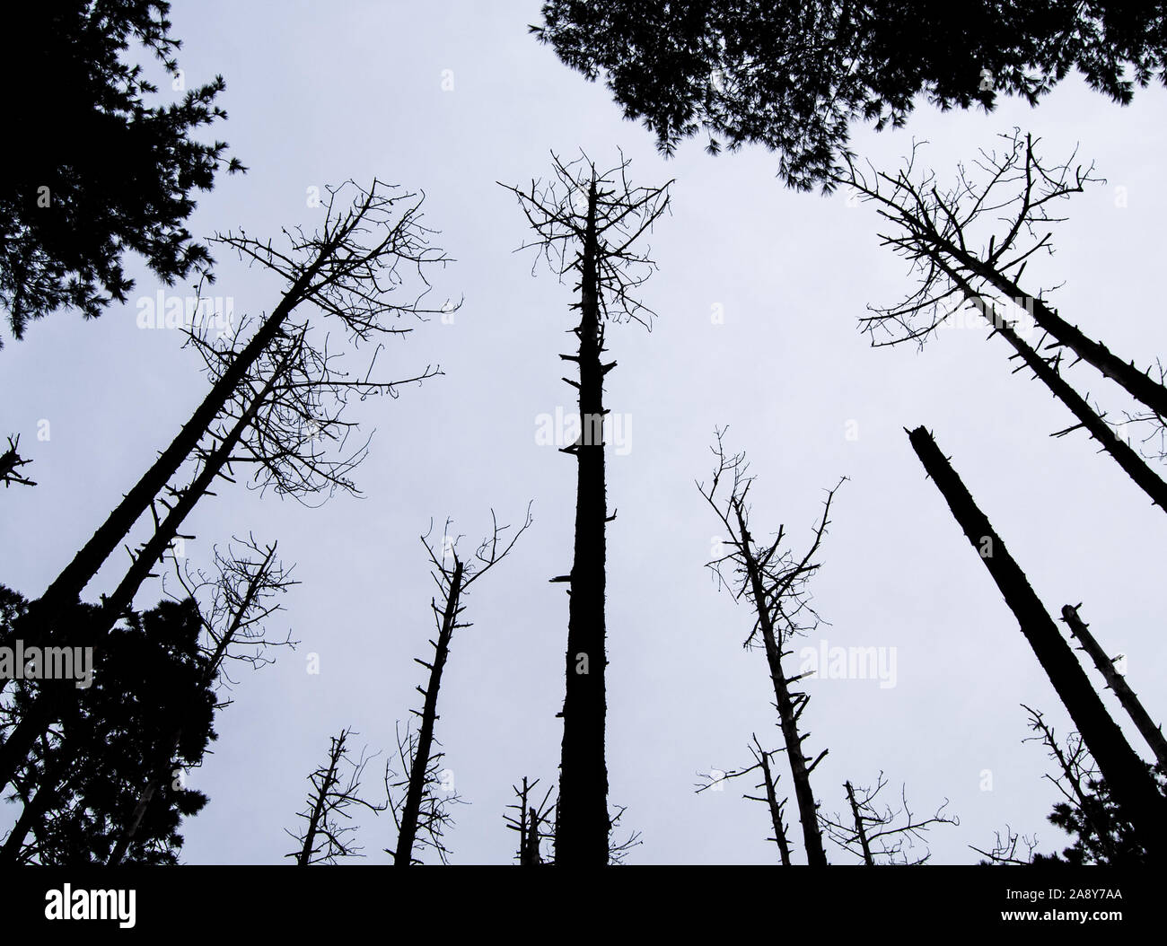 looking up at the sky silhouette