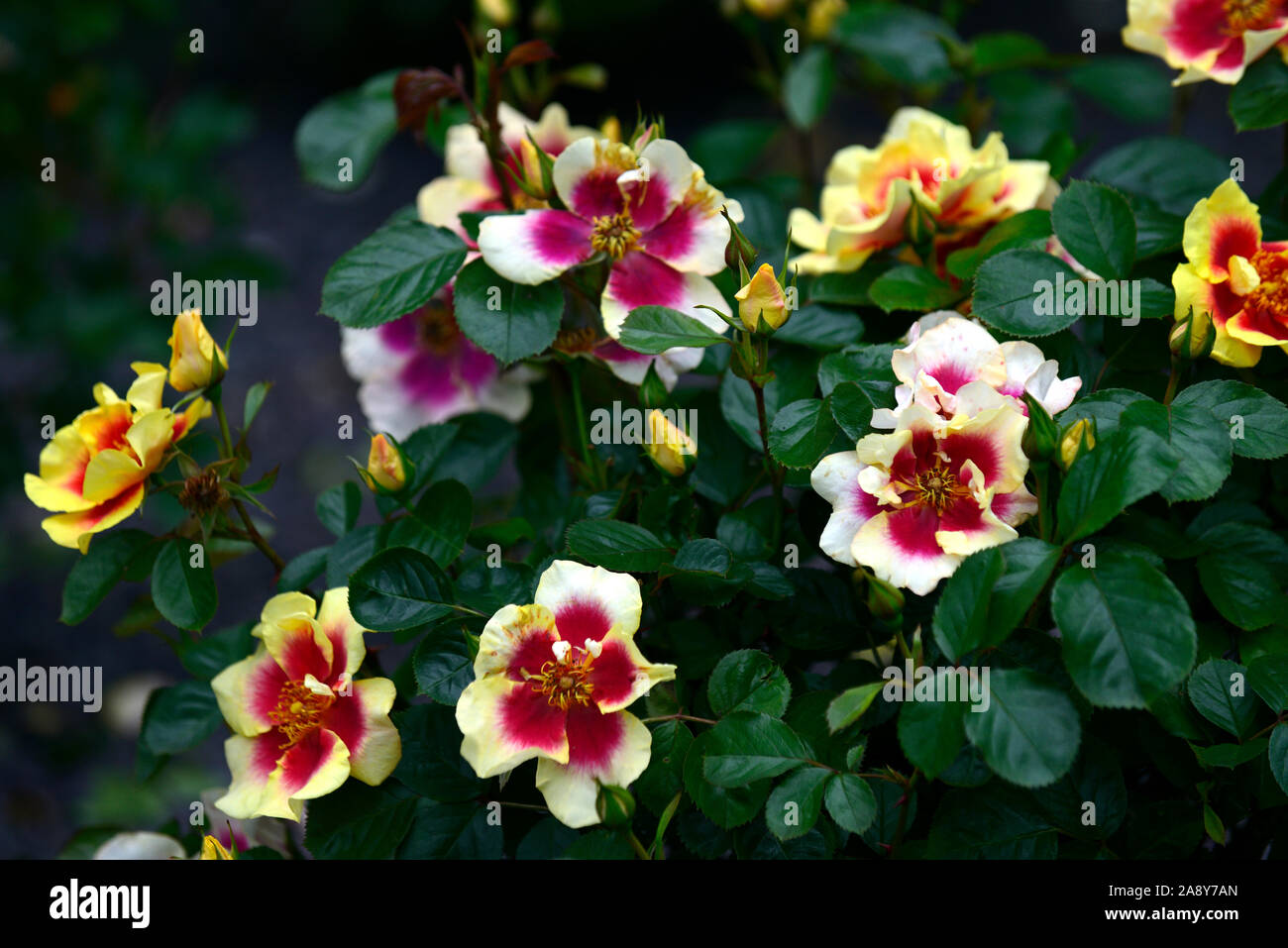 rm Floral,flowering,flowers,roses,yellow rose with red eye,persica rose,rosa eye of the tiger,rose eye of the tiger Stock Photo