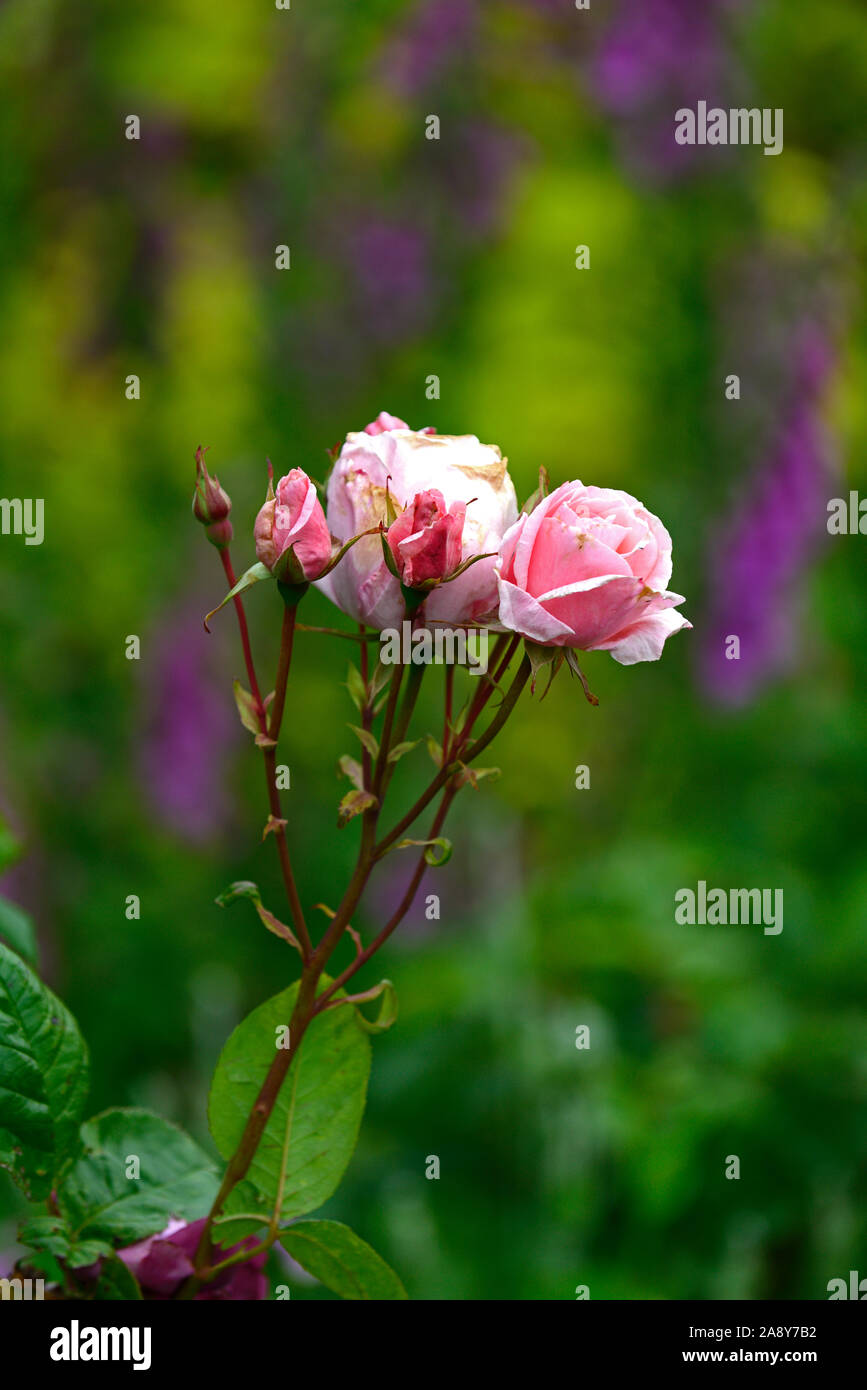 Youre beautiful hires stock photography and images Alamy