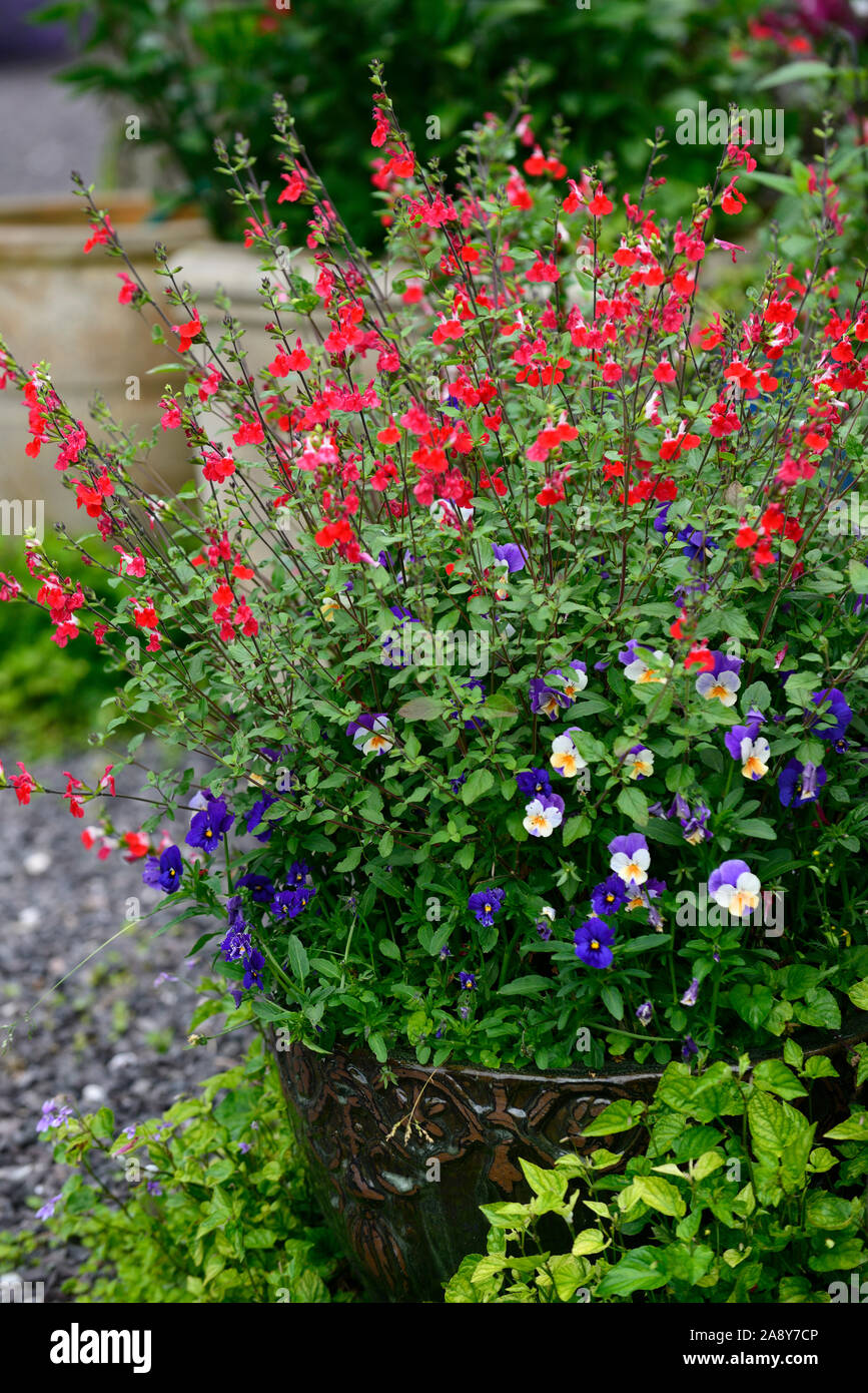 Salvia greggii Royal Bumble,salvias,sage,sages,scarlet,red,flower,flowers,flowering,scented,RM Floral Stock Photo