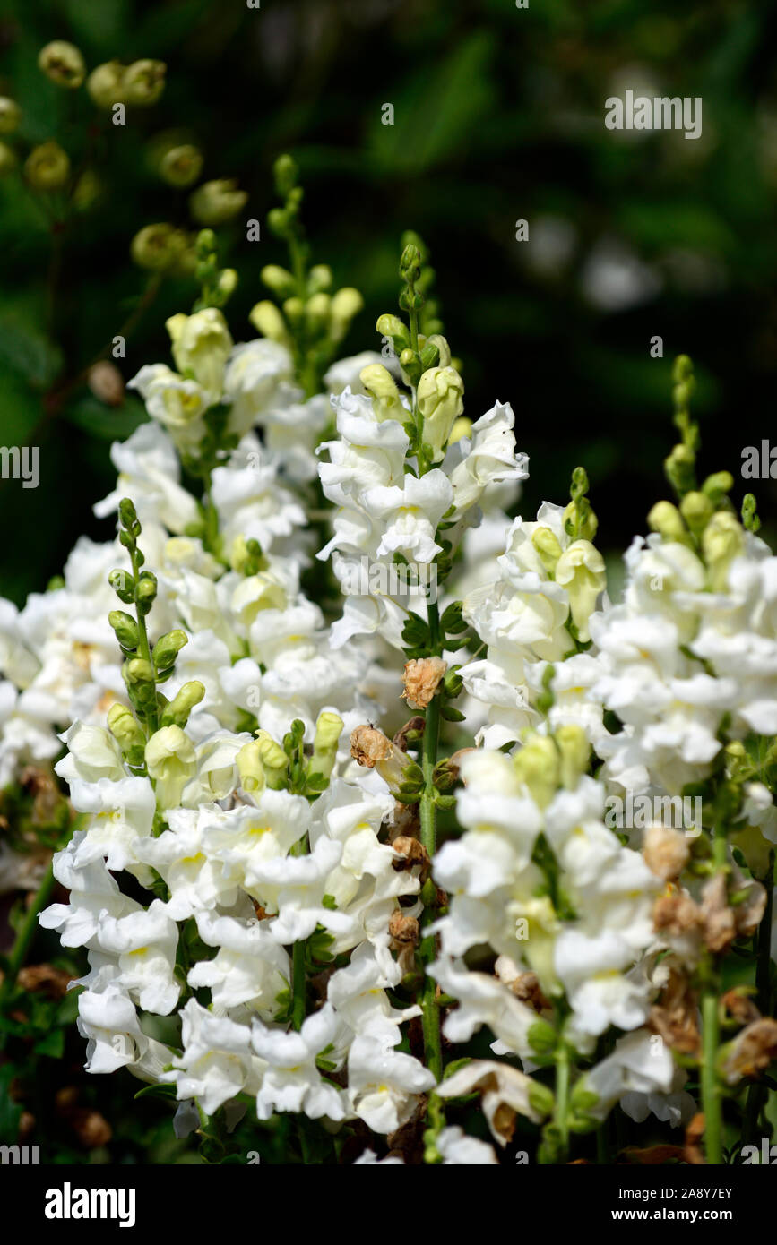 White snapdragon,antirrhinum,flowers,flowers,flowering,scented,perfumed