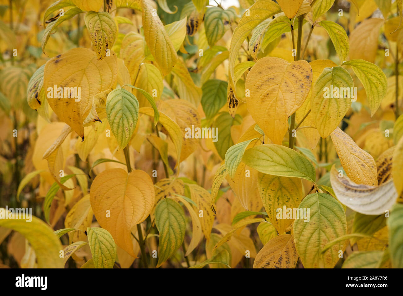 Autumn leaves, turning yellow Stock Photo