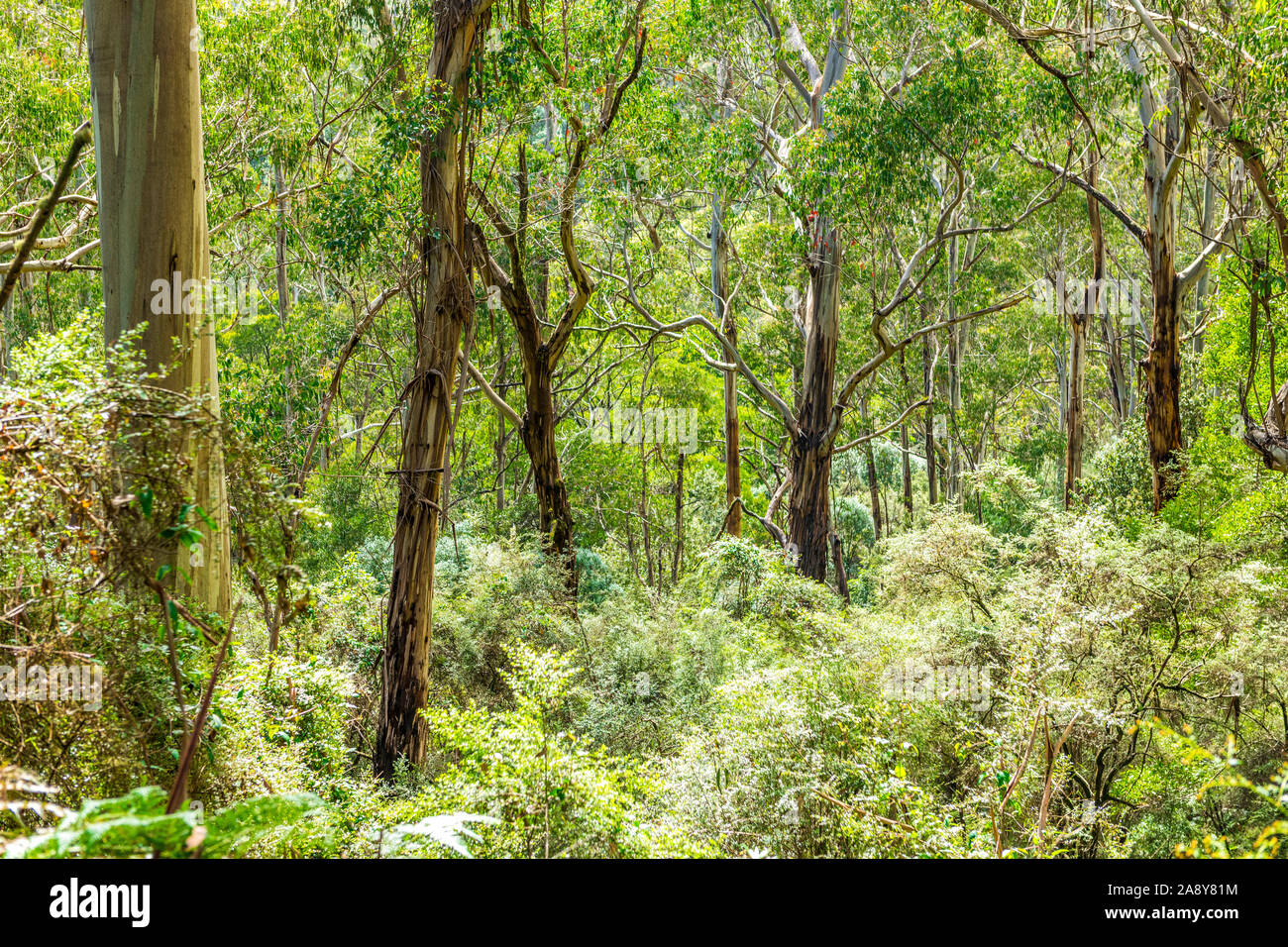 Tall eucalyptus trees in the Great Otway National Park, Victoria
