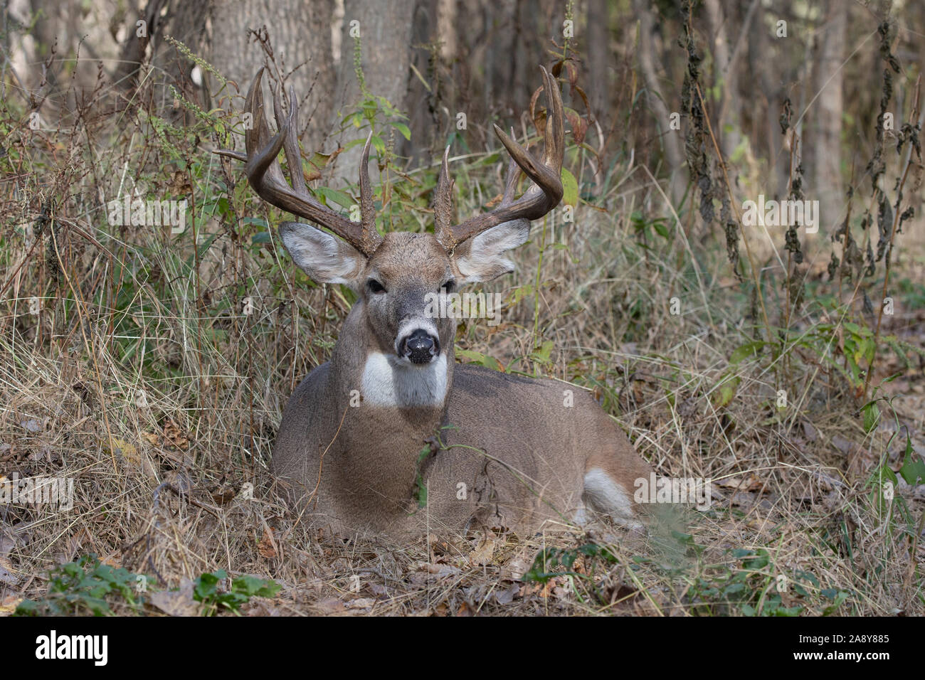 White-tailed Deer (Odocoileus virginianus), resting big buck during the rut Stock Photo