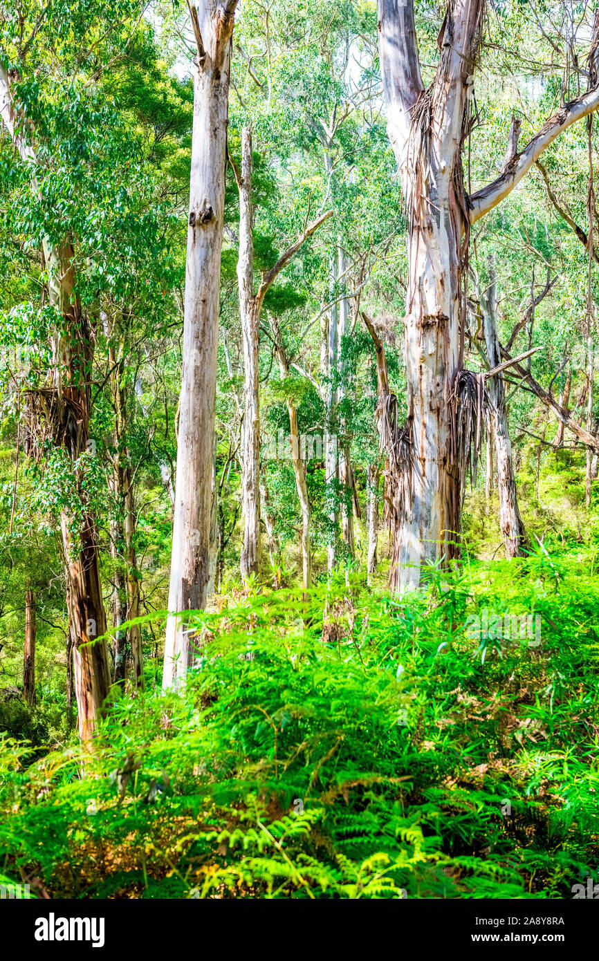 Tall eucalyptus trees in the Great Otway National Park, Victoria