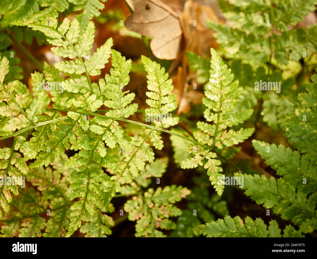 Fern frond and tree stump nature abstract Stock Photo - Alamy