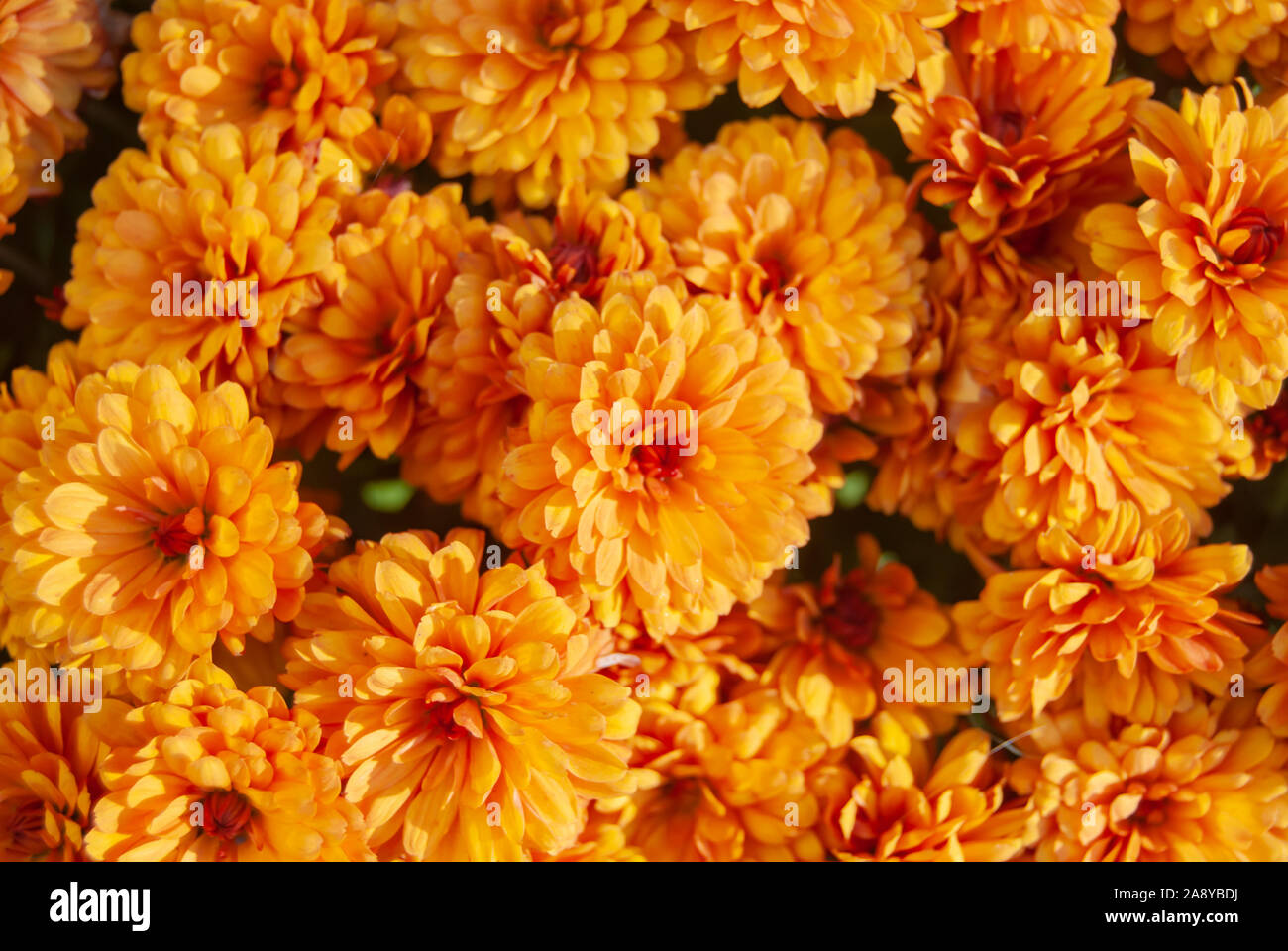 Bright orange mums hi-res stock photography and images - Alamy