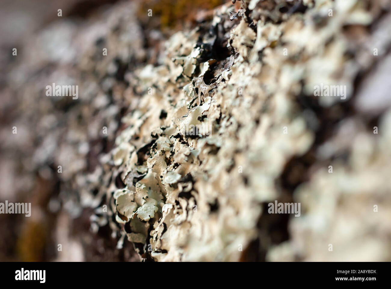 Tilt shift closeup of lichen on a log Stock Photo