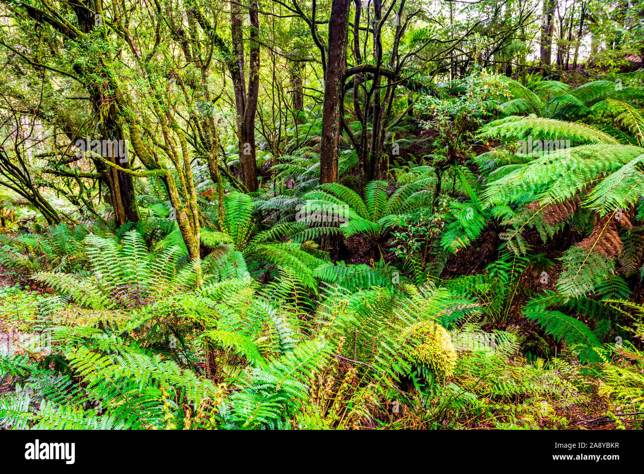 Dense temperate rainforest in Melba Gully along Madsens Track in the Great Otway National Park Stock Photo