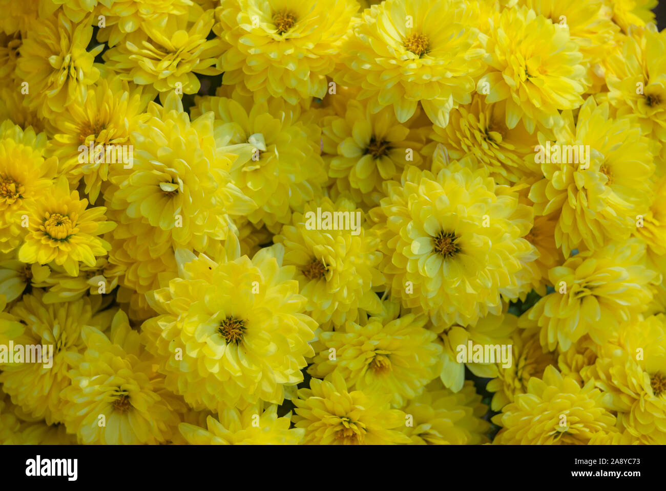 Bright Yellow Chrysanthemums in a Bunch Filling Frame Stock Photo Alamy