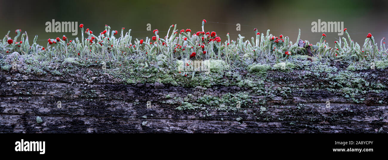 Brittish soldiers lichen (Cladonia cristatella) growing on old wooden fence railing. Red fruiting bodies produce spores for dissemination. Thin lines Stock Photo