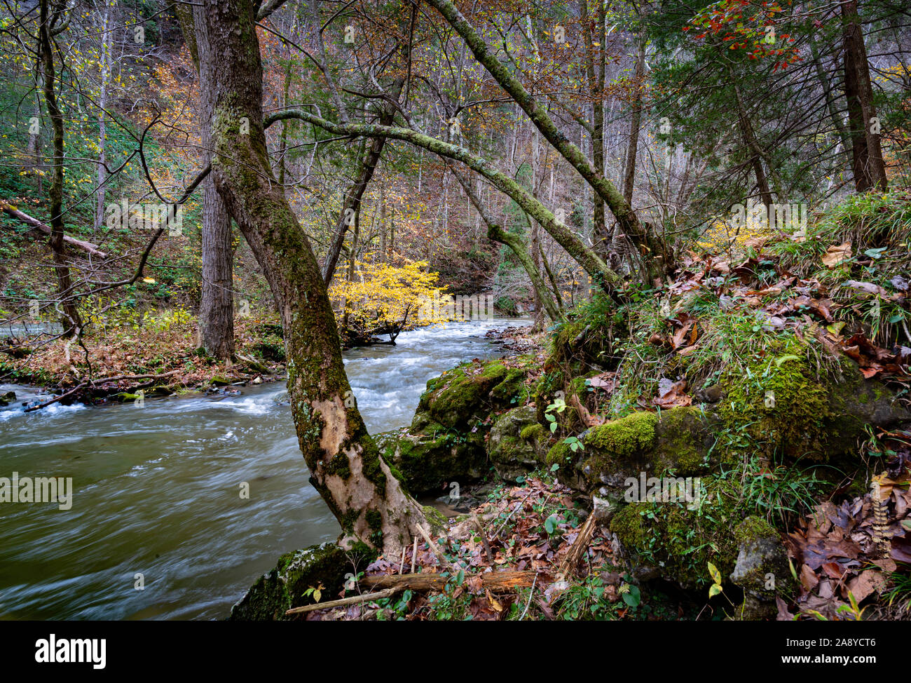 Forest along Big Cedar Creek in the Pinnacle Natural Area Preserve in
