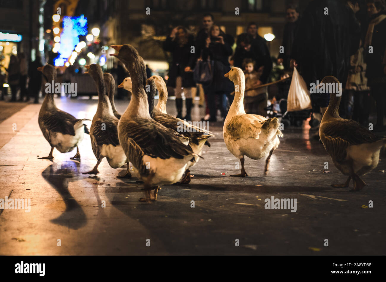 Group of geese walking down the street before the attentive gaze of the people Stock Photo