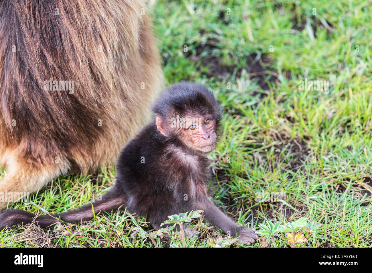 Ethiopia. North Gondar. Simien Mountains National Park. Baby Gelada baboon  looking at the camera Stock Photo - Alamy