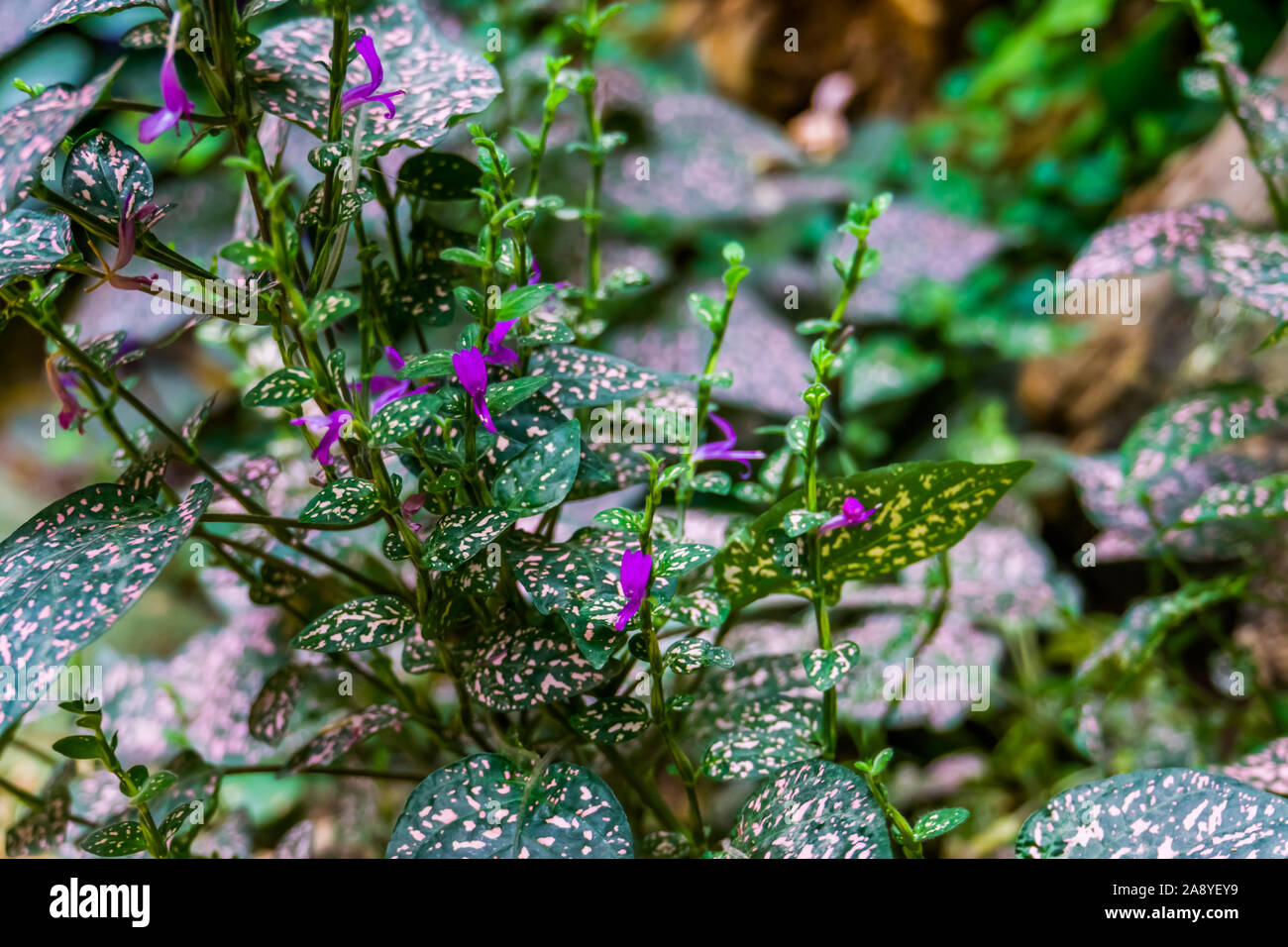 Polka Dot Plant High Resolution Stock Photography And Images Alamy