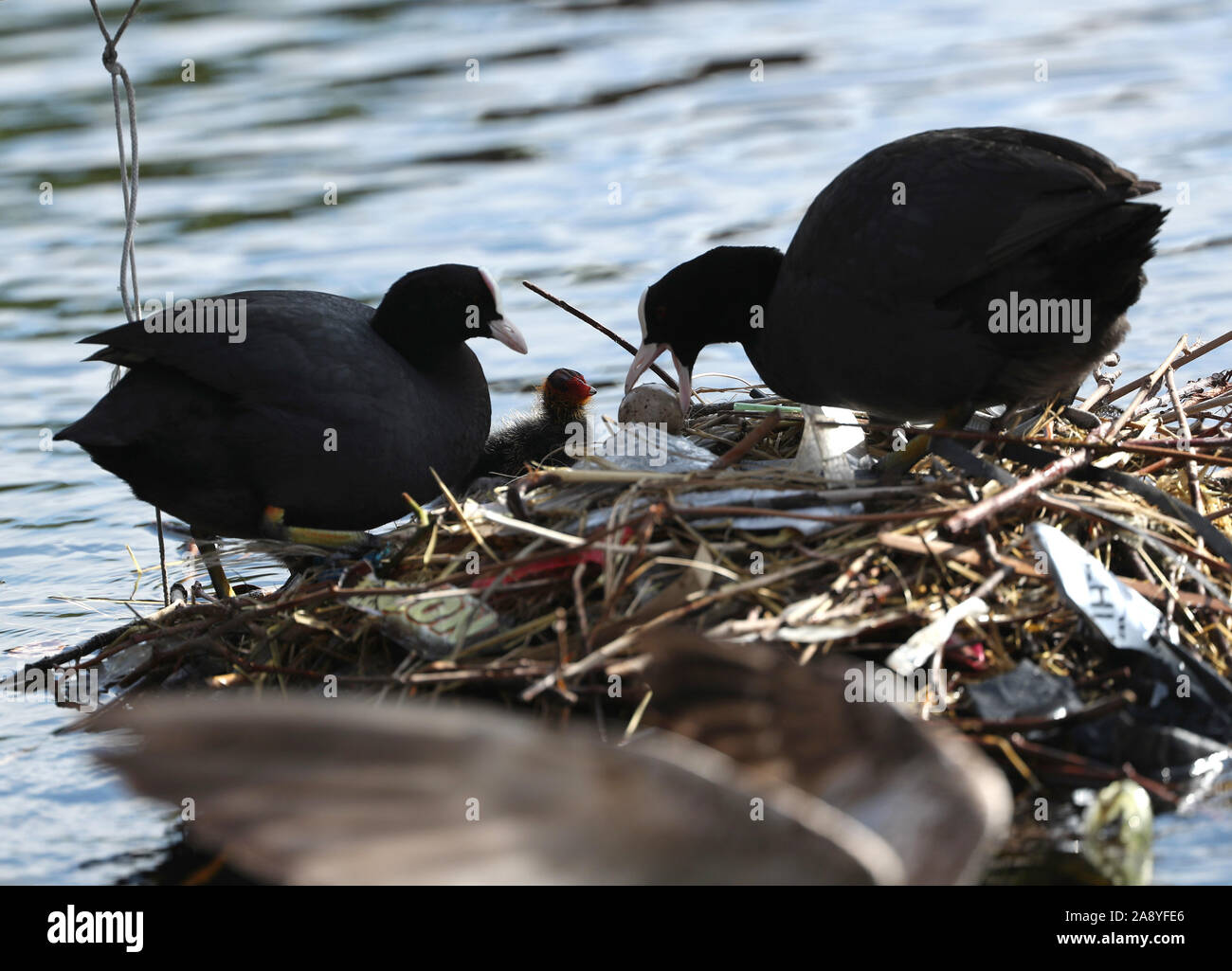 An adult Coot moves an unhatched egg on its nest in the Isle of Dogs, east London. Stock Photo