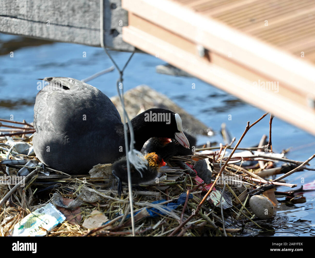 An adult Coot rolls an unhatched egg from its nest into the water in the Isle of Dogs, east London. Stock Photo