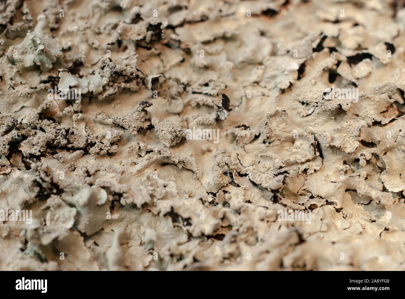 Simple closeup of grey lichen on a log Stock Photo