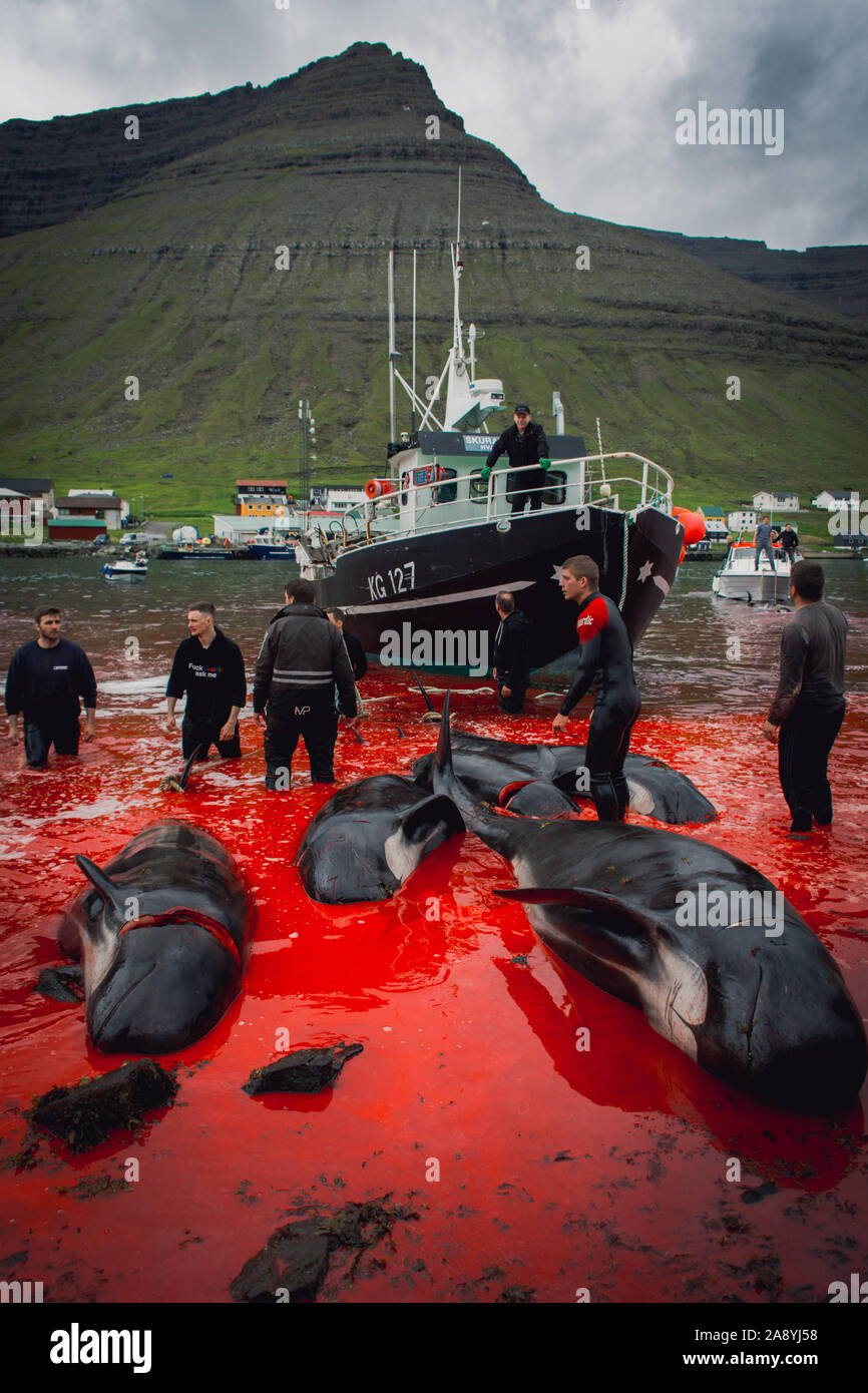 Grindadrap or tradtional slaughter of Pilot Whales in the Faroe Islands, Denmark Stock Photo