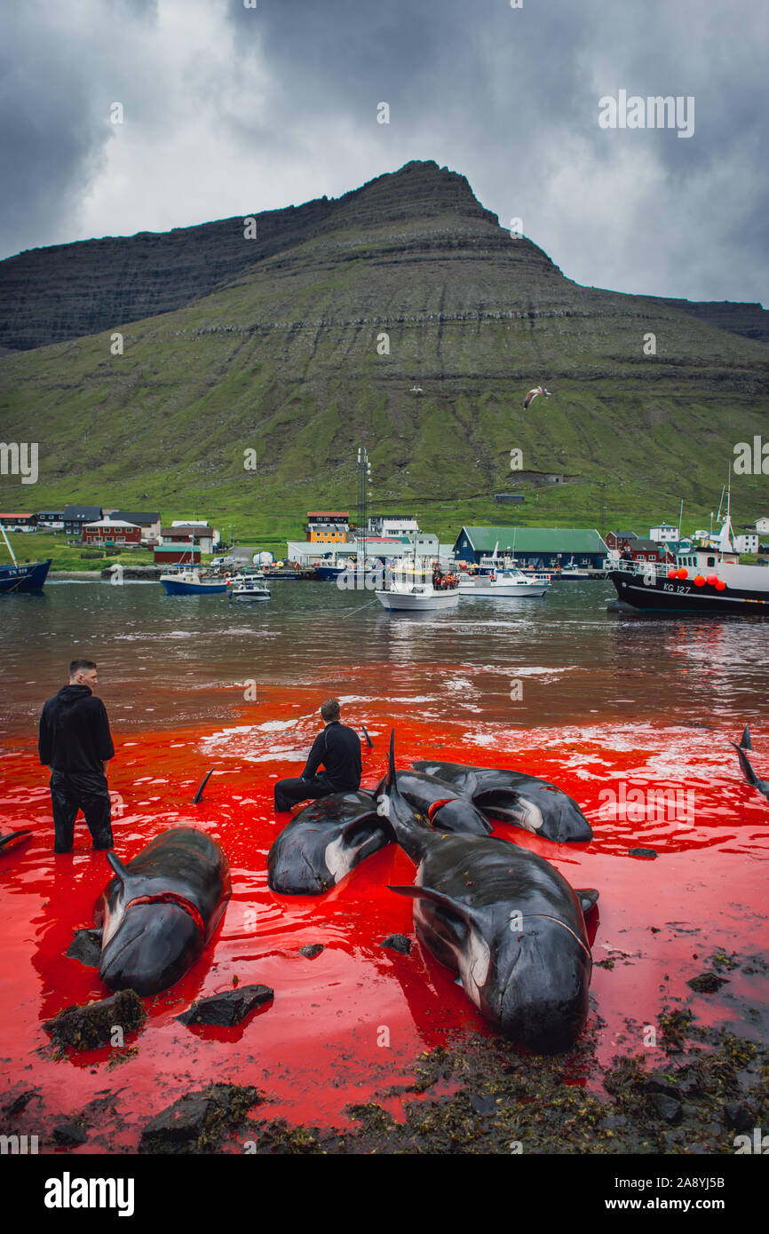 Grindadrap or tradtional slaughter of Pilot Whales in the Faroe Islands, Denmark Stock Photo