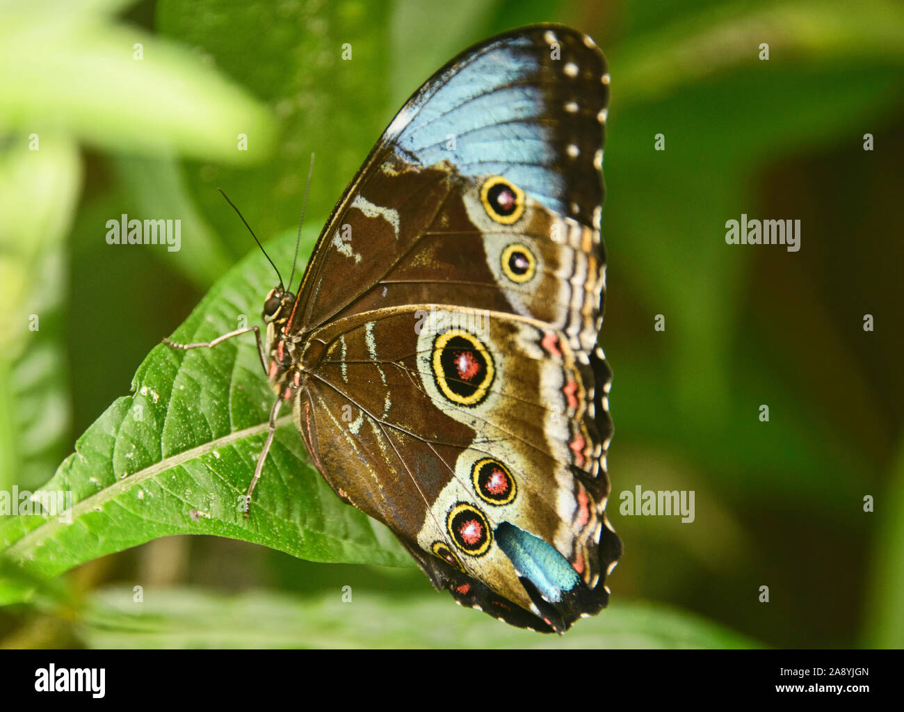 Morpho deidamia morpho granadensis hi-res stock photography and images ...