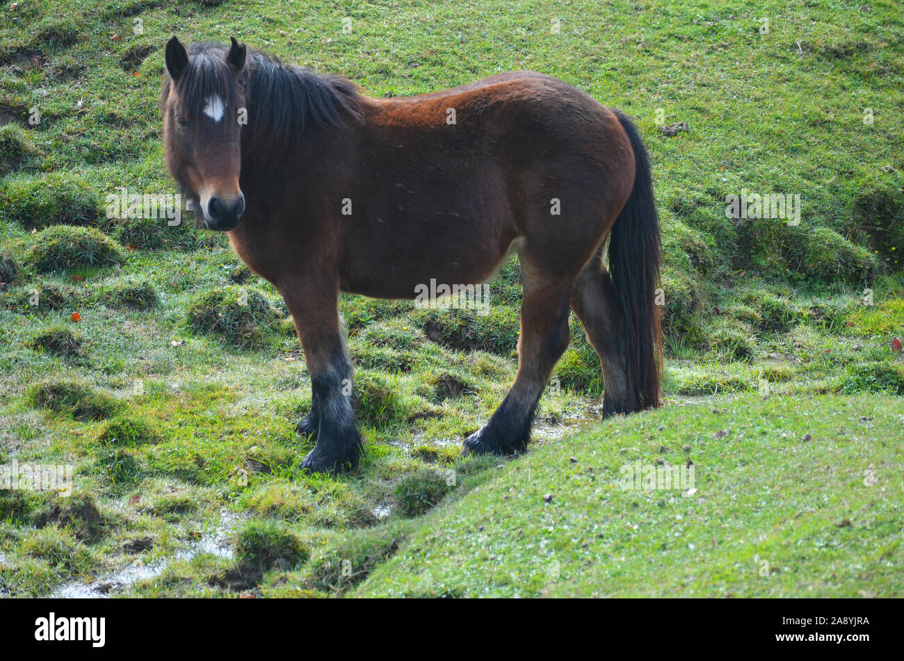 Basque country and navarre horse breeds hi-res stock photography and ...