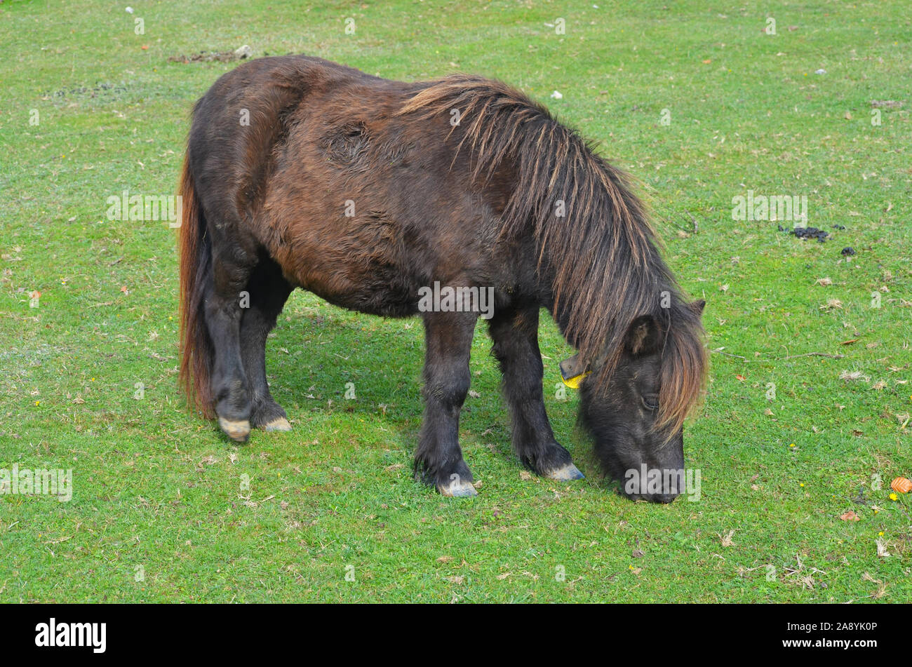 Burguete horse hires stock photography and images Alamy