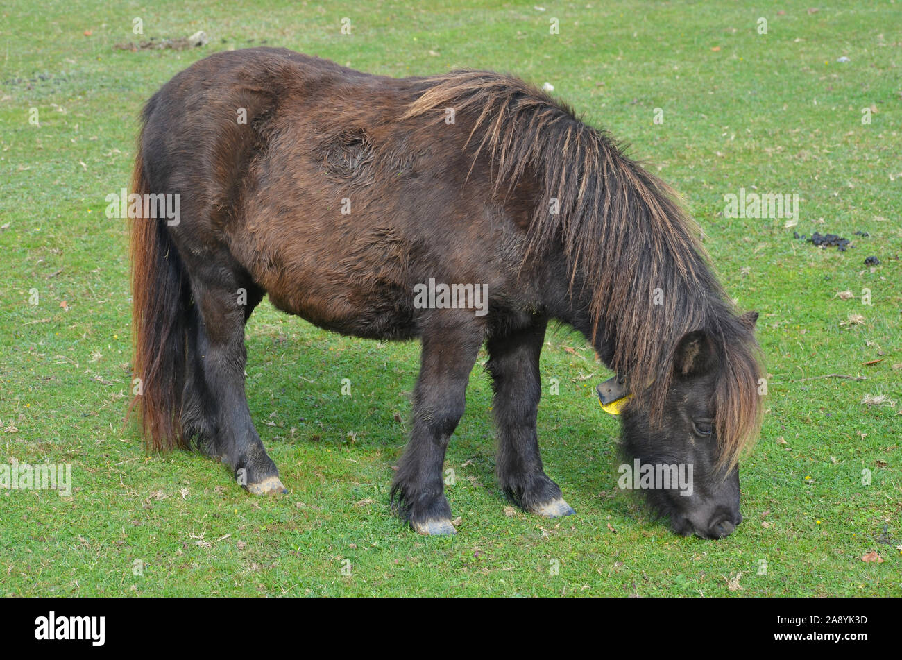 Semiferal Basque-Navarrese native ponies grazing in the pastures of ...