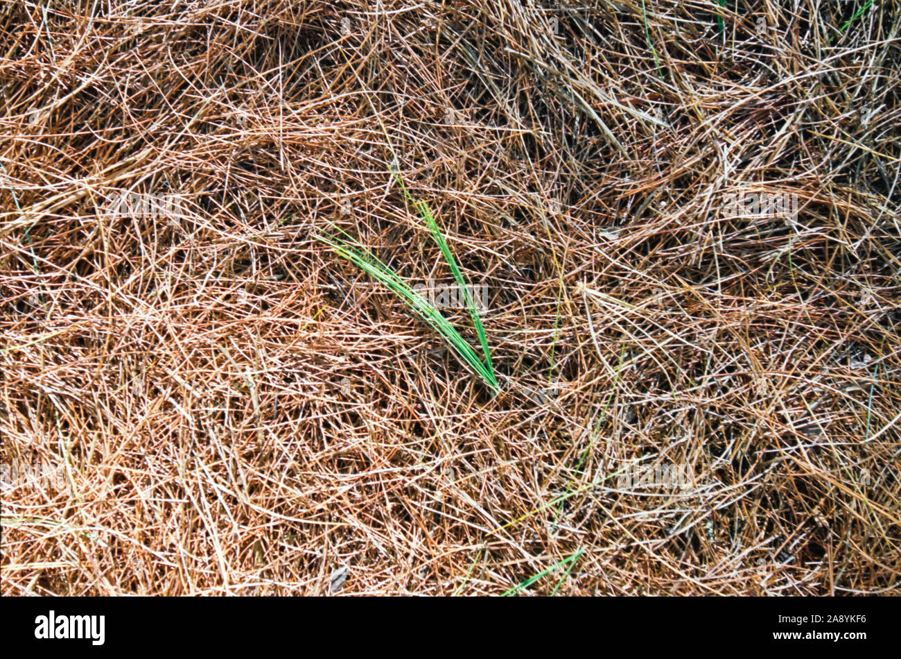 Brown Pine Needles Beneath two Green ones Stock Photo Alamy