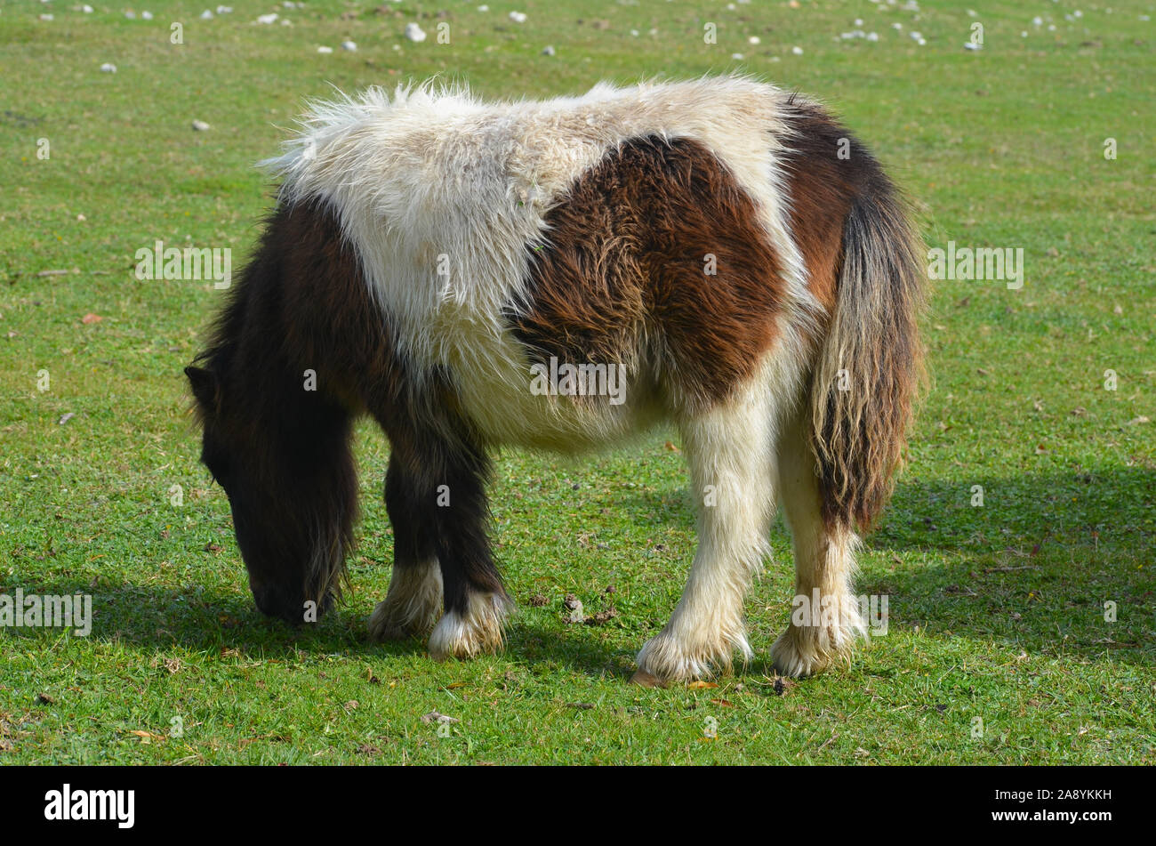 Semiferal Basque-Navarrese native ponies grazing in the pastures of ...