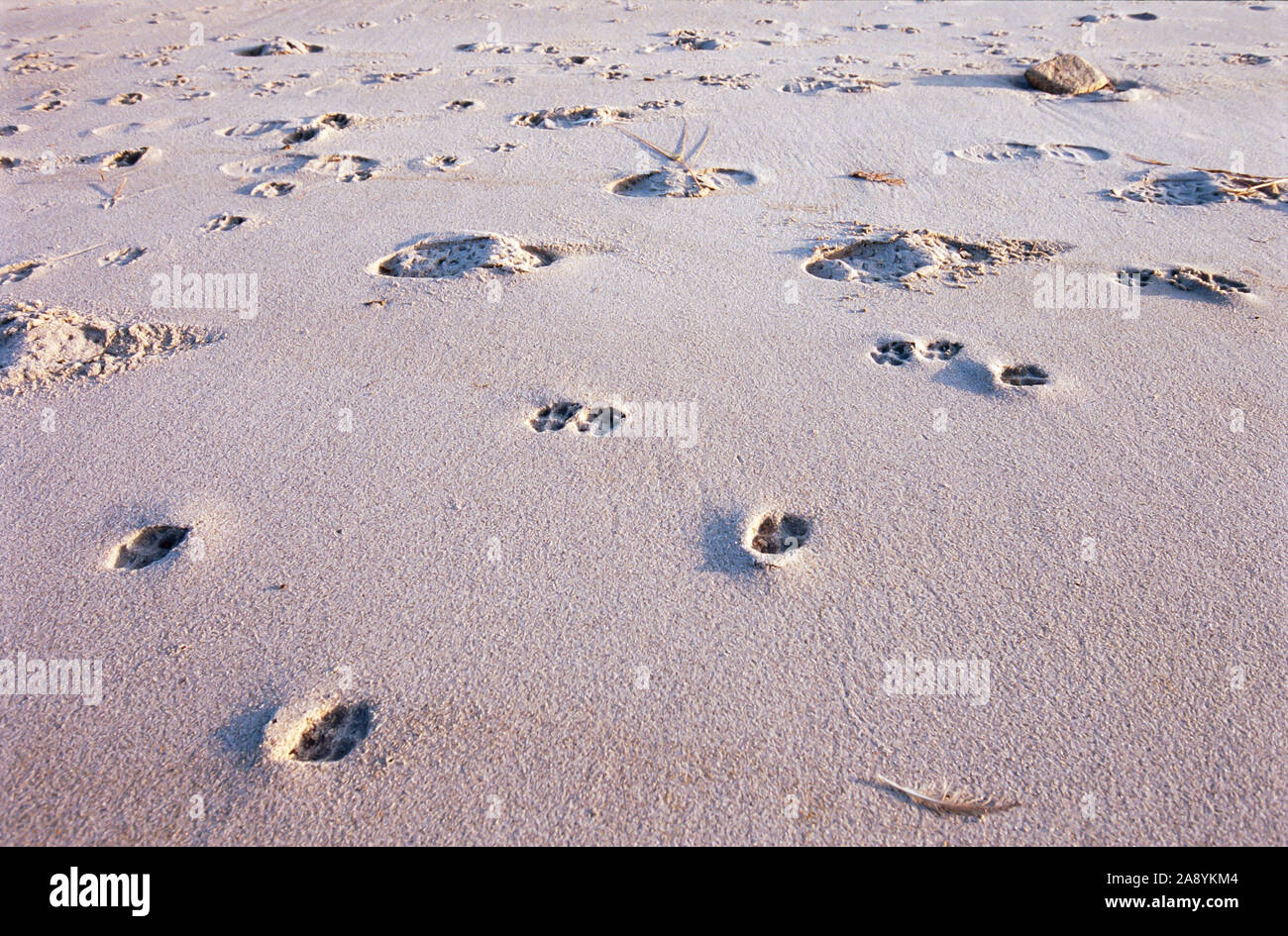 Paw Prints on Soft Sand at Sunrise Stock Photo