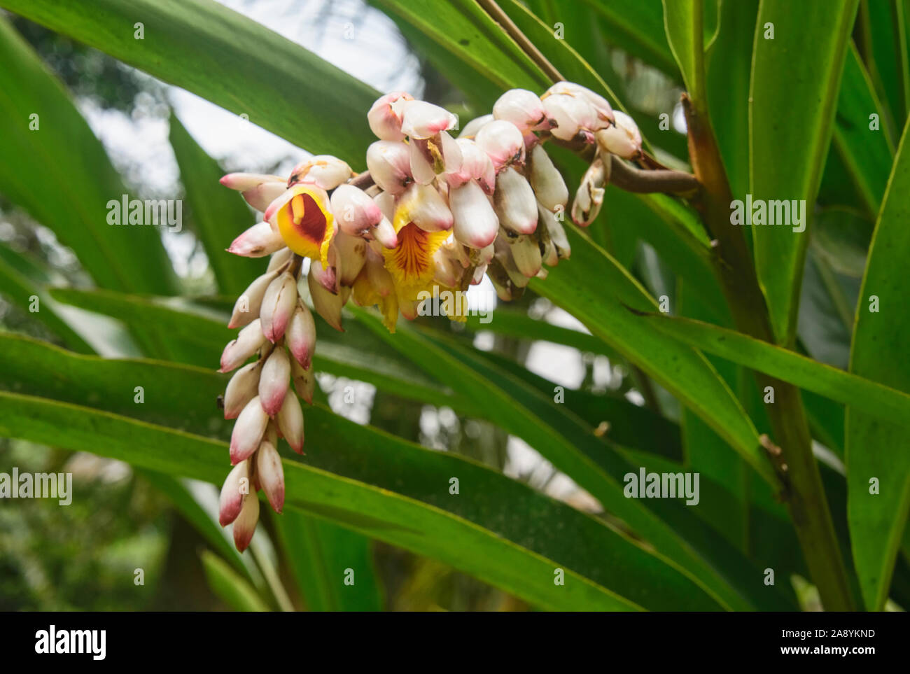 Ginger flowers (Zingiberidae), Mindo, Ecuador Stock Photo
