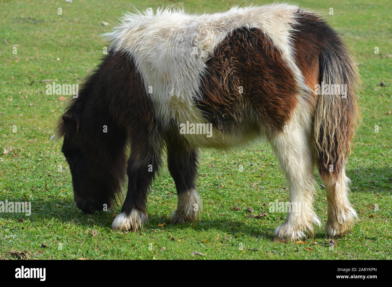Semiferal pony breeds hi-res stock photography and images - Alamy