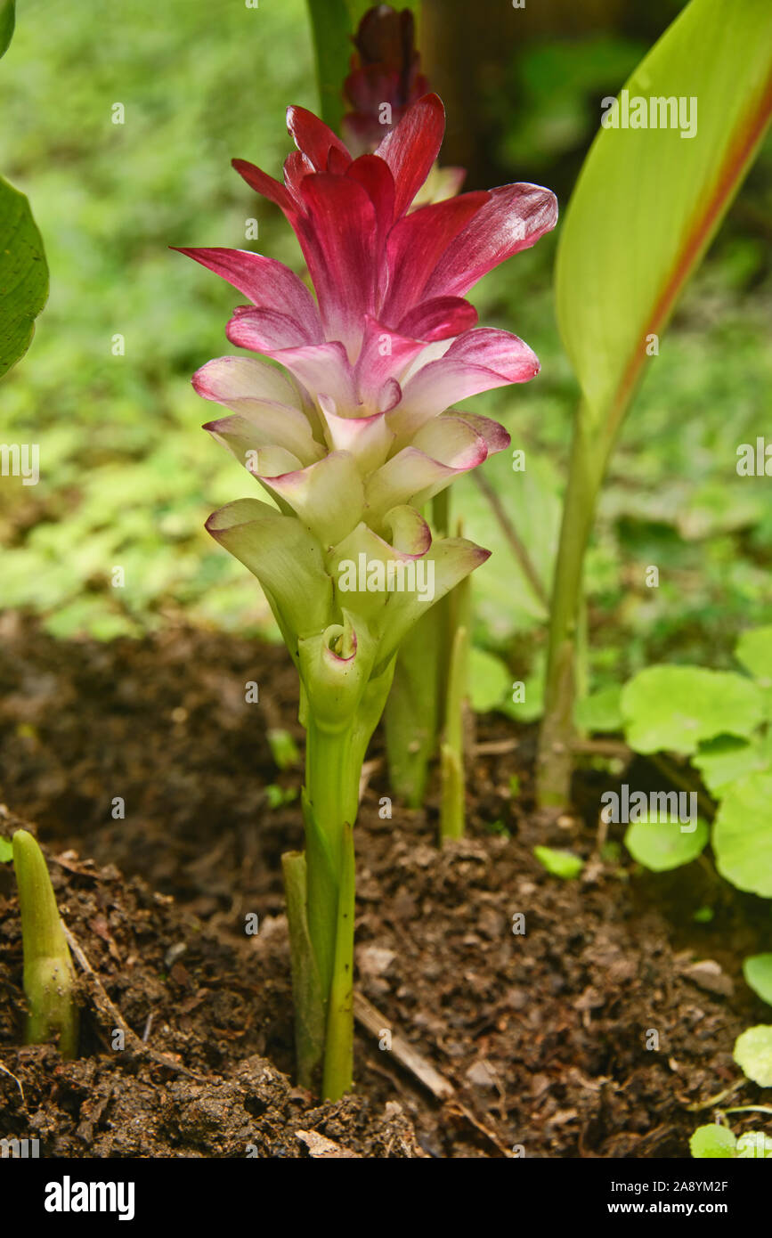 Turmeric (Curcuma longa) flower, Mindo, Ecuador Stock Photo