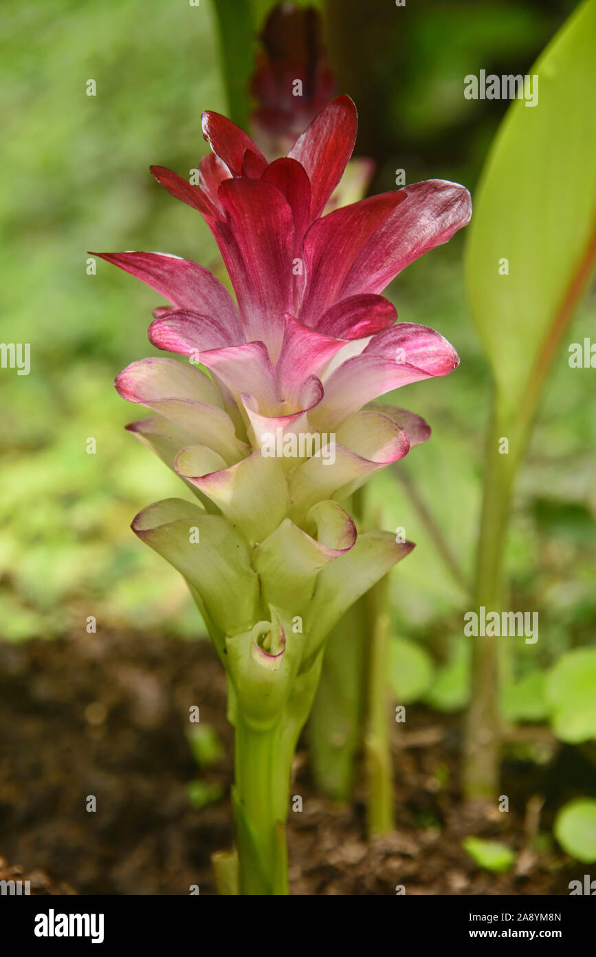 Turmeric (Curcuma longa) flower, Mindo, Ecuador Stock Photo