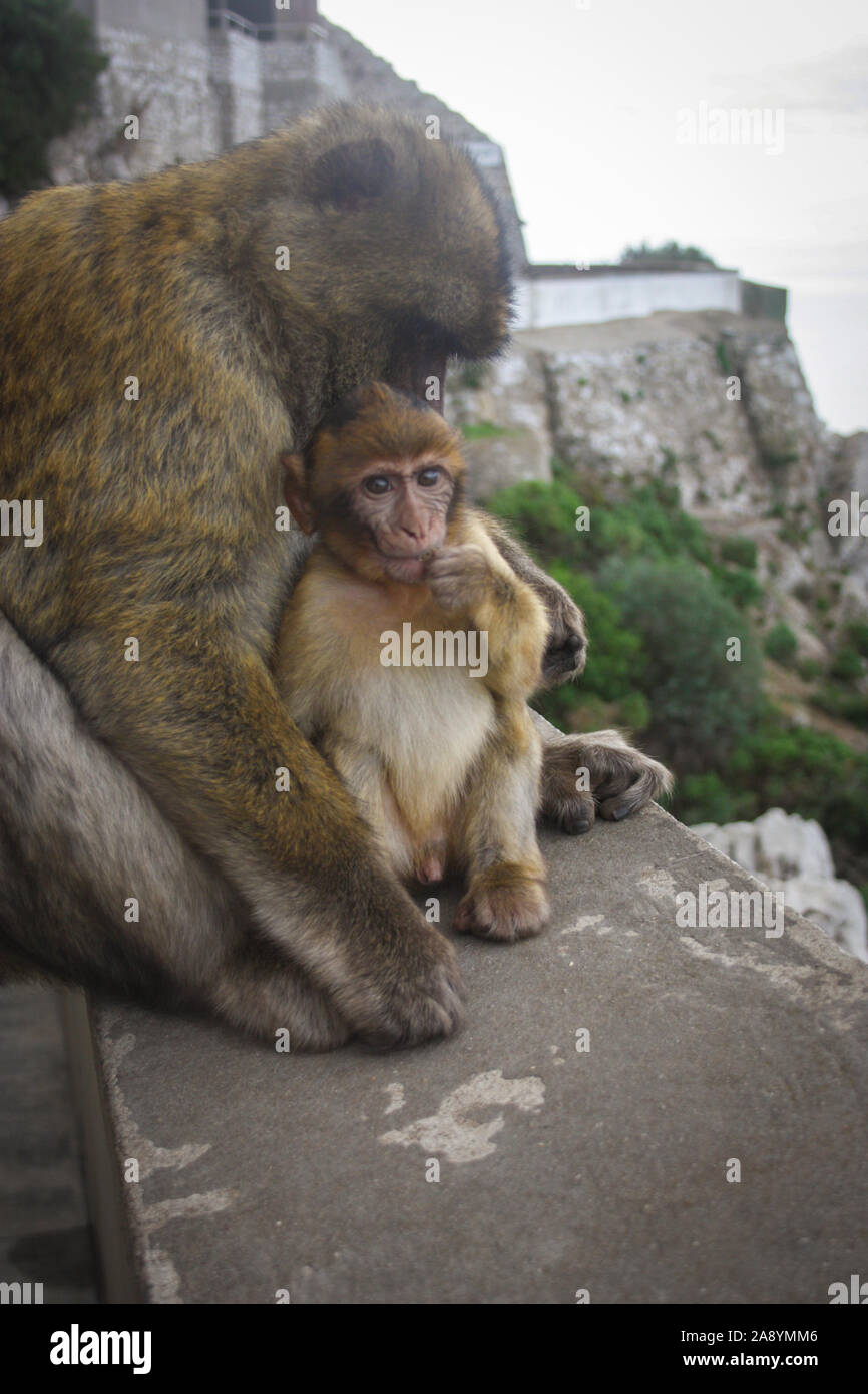 A mother and child Macaque in the Upper Rock Nature Reserve on Gibraltar Stock Photo