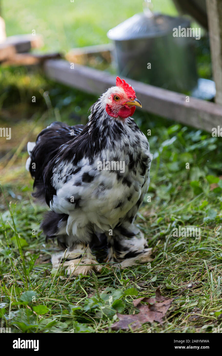 Mottled cochin bantam hi-res stock photography and images - Alamy