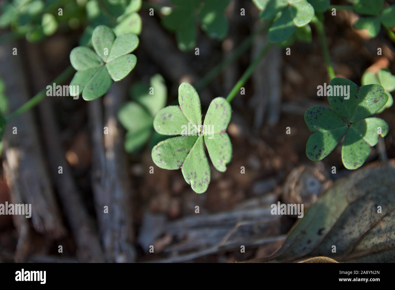 Lucky leaf hi-res stock photography and images - Alamy
