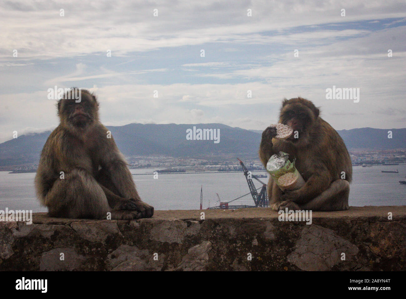 Two Macaques with some tourist plunder! Having a snack of pinched rice cakes at the bottom of the Charles V Wall near the Apes Den. Stock Photo