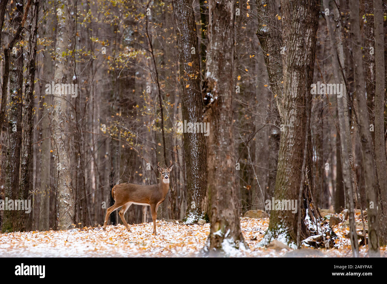 Adult whitetailed deer buck during the Wisconsin rut Stock Photo Alamy