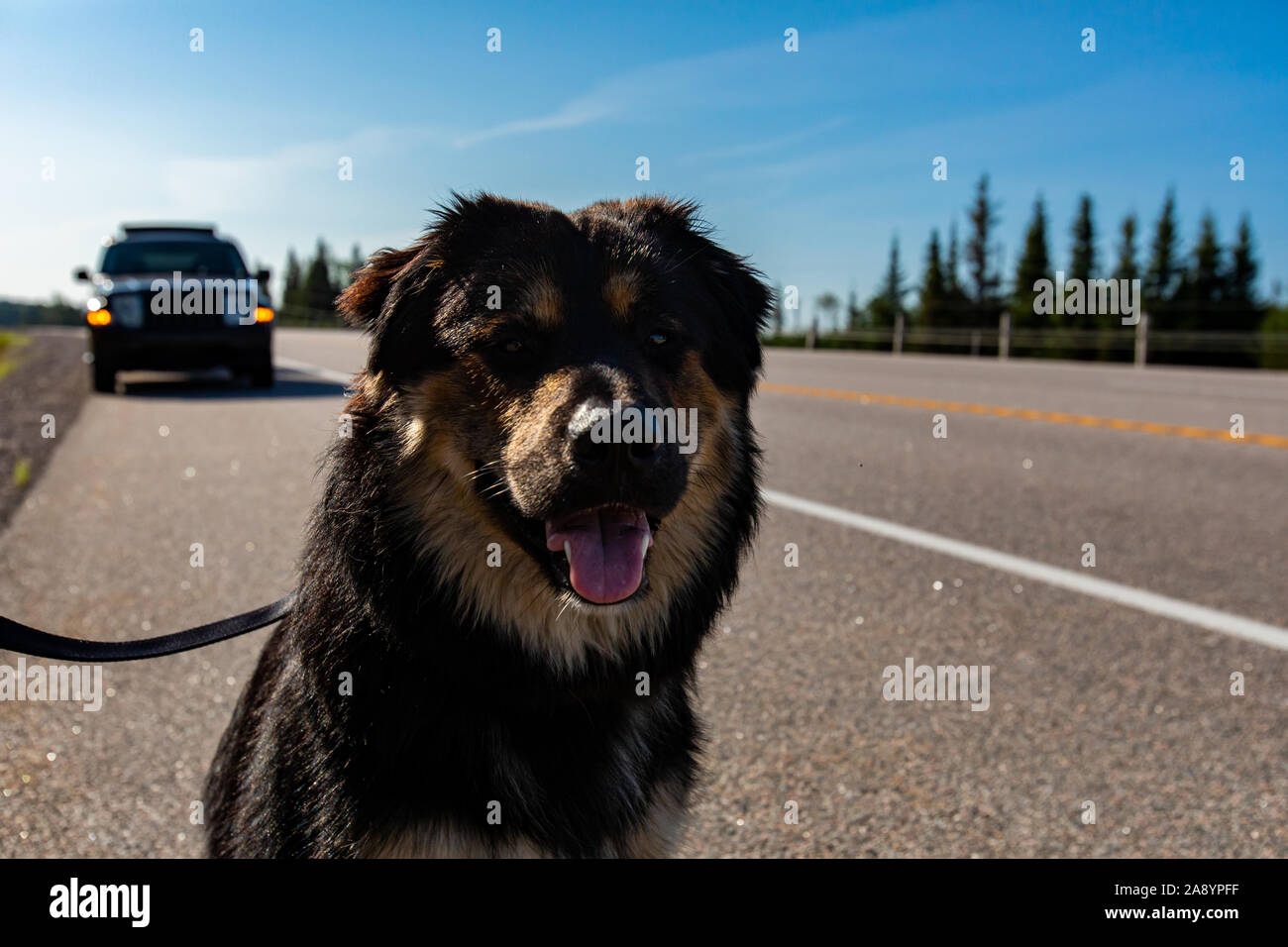 Selective Focus On Face Of Black And Brown Malamute And Bernese Mountain Dog Happy Animal With Open Mouth And Hanging Tongue Stock Photo Alamy