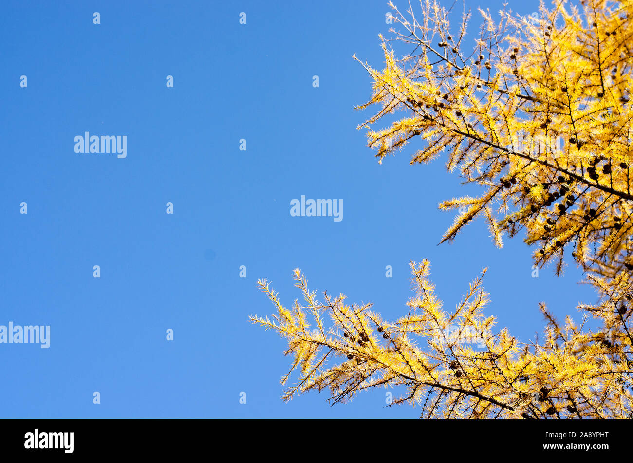 Golden spruce tree hi-res stock photography and images - Alamy