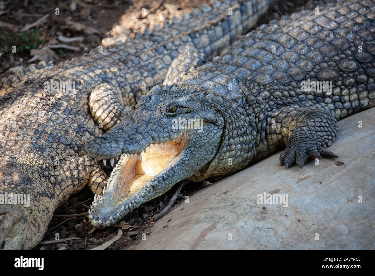 crocodile is opening its mouth at the crocodile farm Stock Photo
