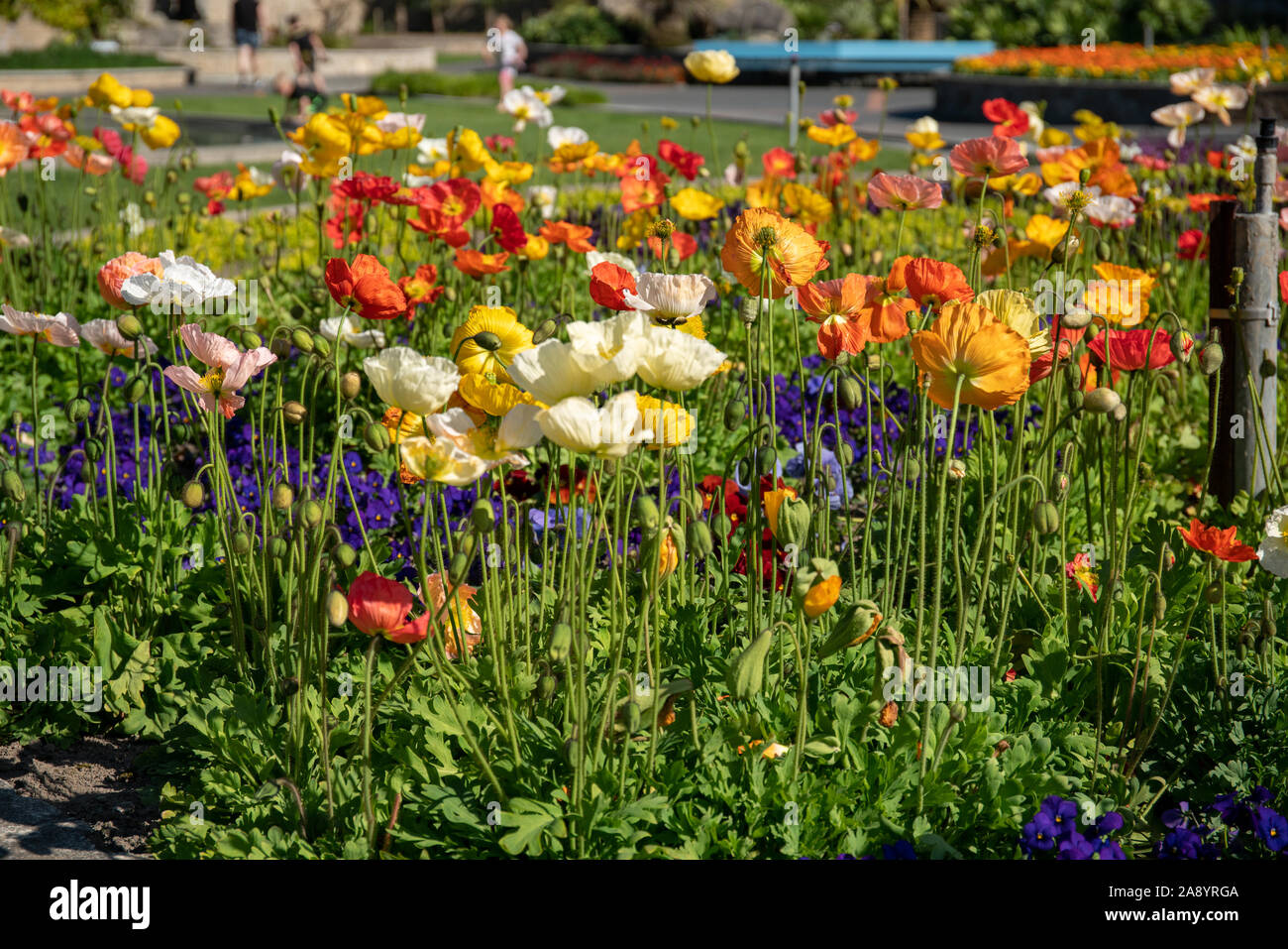Poppies of all colours  planted  in a formal garden bed at the park Stock Photo